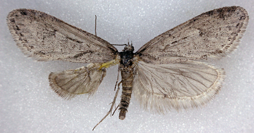 Semioscopis mcdunnoughi