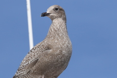 Larus glaucoides
