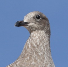 Larus glaucoides