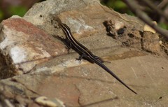 Plestiodon fasciatus