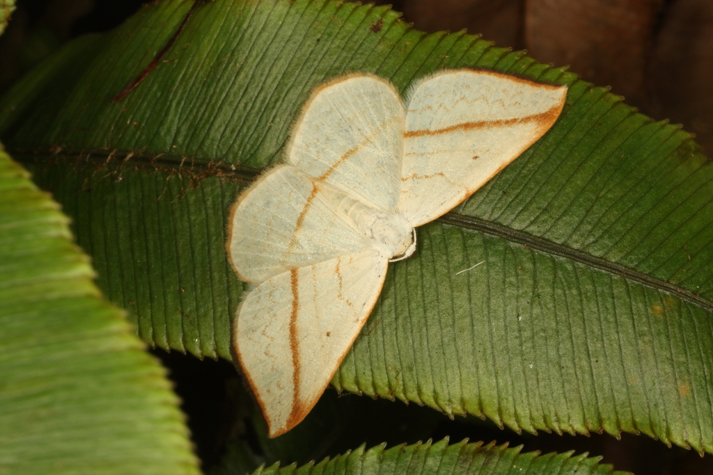 Orthoclydon pseudostinaria