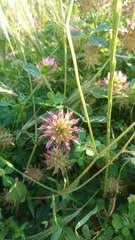 Trifolium spumosum
