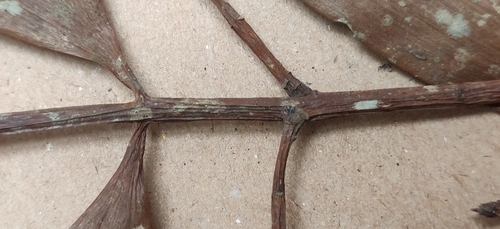 Image of Nageia wallichiana by (c) T R Shankar Raman, some rights reserved (CC BY)