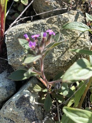 Collomia diversifolia