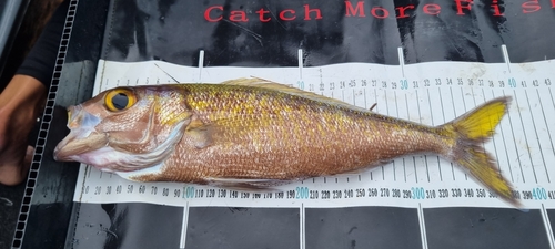 Goldflag jobfish (Pristipomoides auricilla) — Lutjanidae — 2
