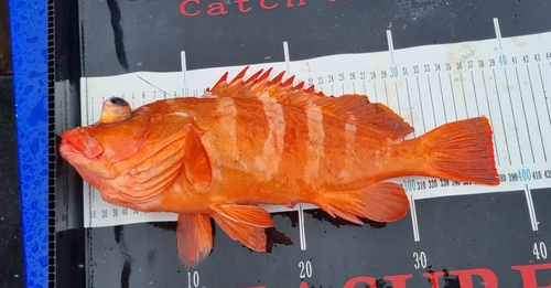 Brownback cod (Epinephelus retouti) — Serranidae