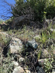 Collomia diversifolia