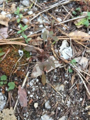 Claytonia rubra