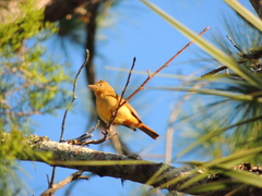 Piranga rubra image