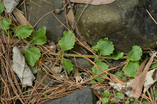 Seep Monkeyflower foliage