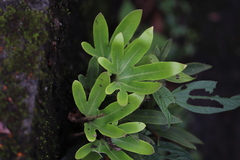 Pyrrosia polydactylos