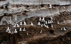 Porodisculus pendulus