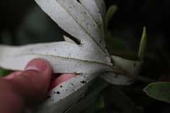 Pyrrosia polydactylos