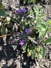 Collomia diversifolia