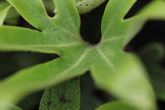 Pyrrosia polydactylos