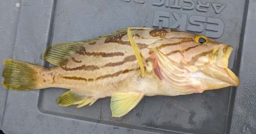 Banded-check reef-cod (Epinephelus morrhua) — Serranidae