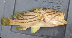 Comet Grouper photo 2