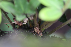 Pyrrosia polydactylos