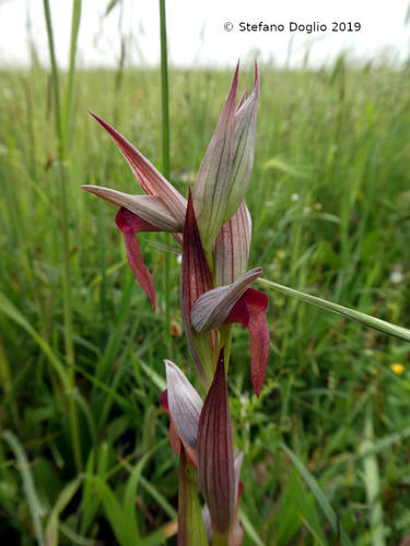 Long-lipped serapias