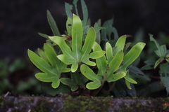 Pyrrosia polydactylos