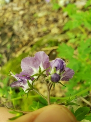 Phacelia bipinnatifida