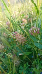 Trifolium spumosum