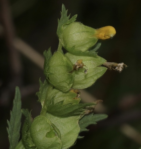 Northern yellow rattle (Rhinanthus groenlandicus)