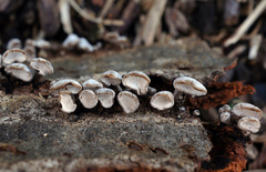 Porodisculus pendulus