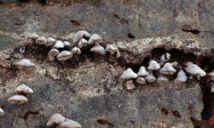 Porodisculus pendulus