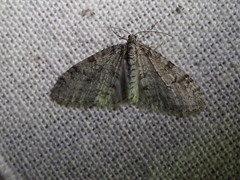 Trichopteryx carpinata