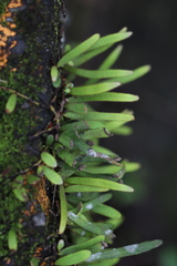 Pyrrosia linearifolia