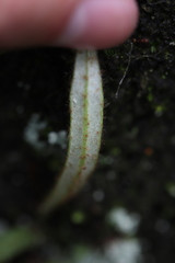 Pyrrosia linearifolia