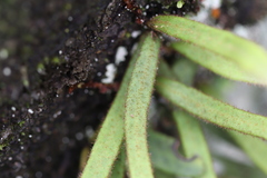 Pyrrosia linearifolia