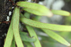 Pyrrosia linearifolia