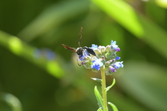 Delta bonellii