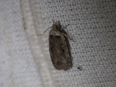 Agonopterix ocellana