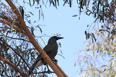 Strepera versicolor plumbea