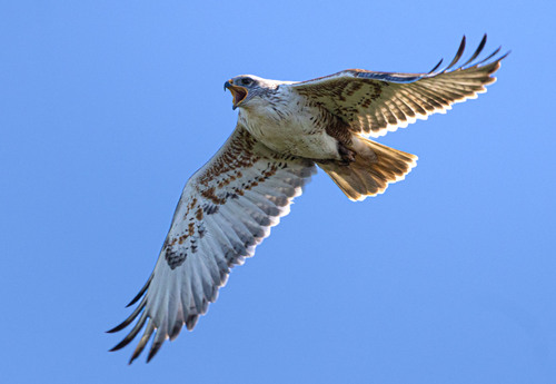 Busardo Herrumbroso (Buteo regalis)