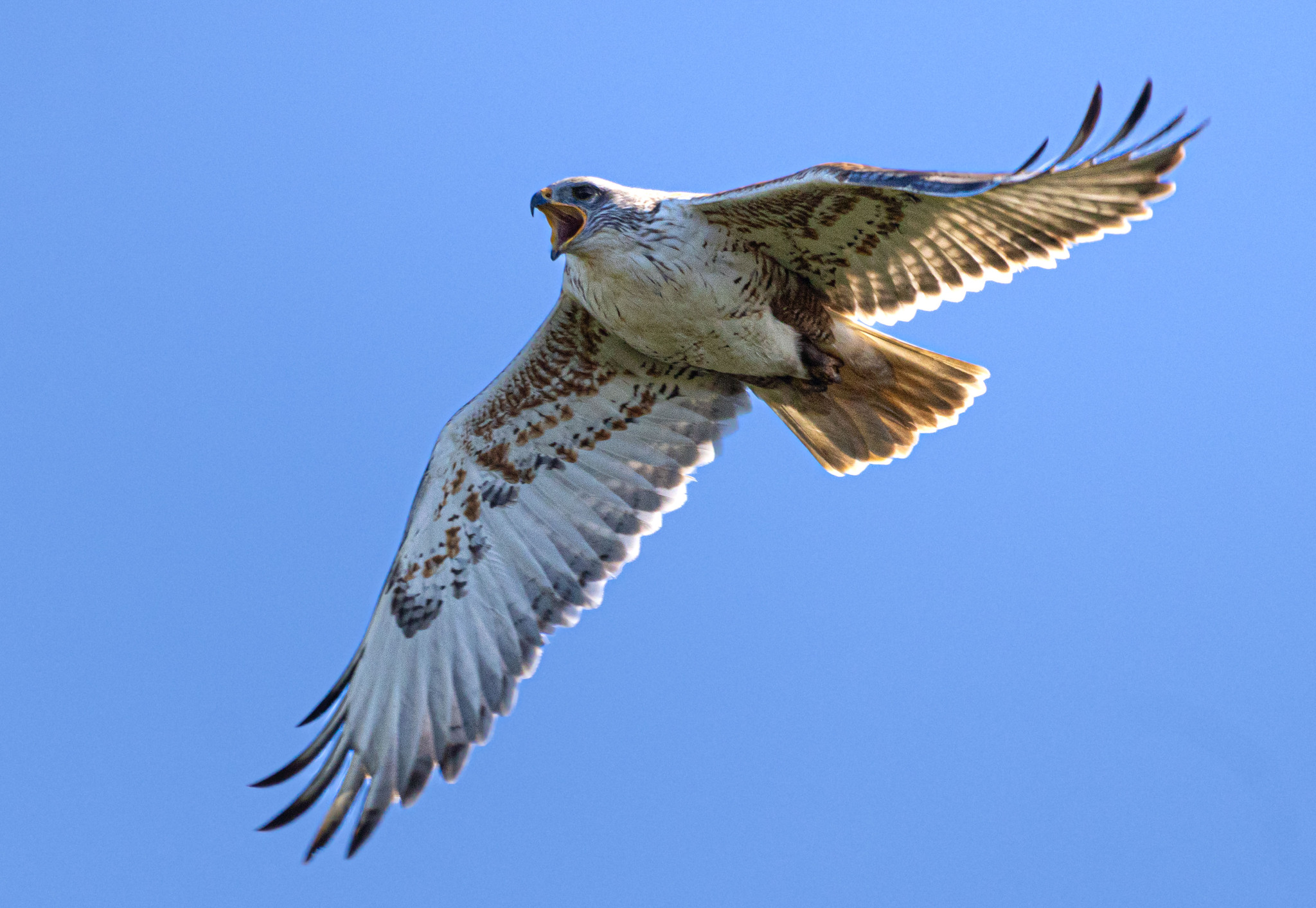 Ferruginous Hawk (Buteo regalis)