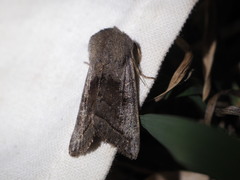 Orthosia opima