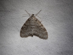 Trichopteryx carpinata