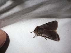 Cerastis rubricosa