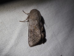 Orthosia populeti