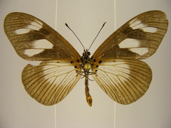 Acraea lycoa