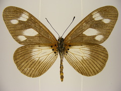 Acraea lycoa