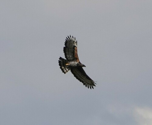 Crowned Eagle