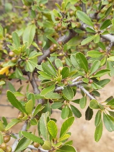 Image of Rhamnus crenulata by (c) tylototriton, some rights reserved (CC BY)