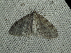 Trichopteryx carpinata