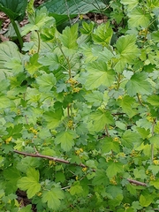 Ribes hirtellum