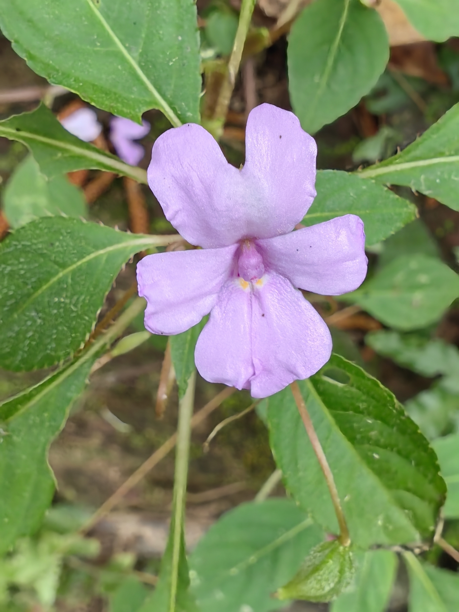 Impatiens violiflora (Impatiens violiflora)